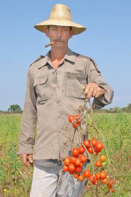 1 - Poroceso agroindustrial del tomate.